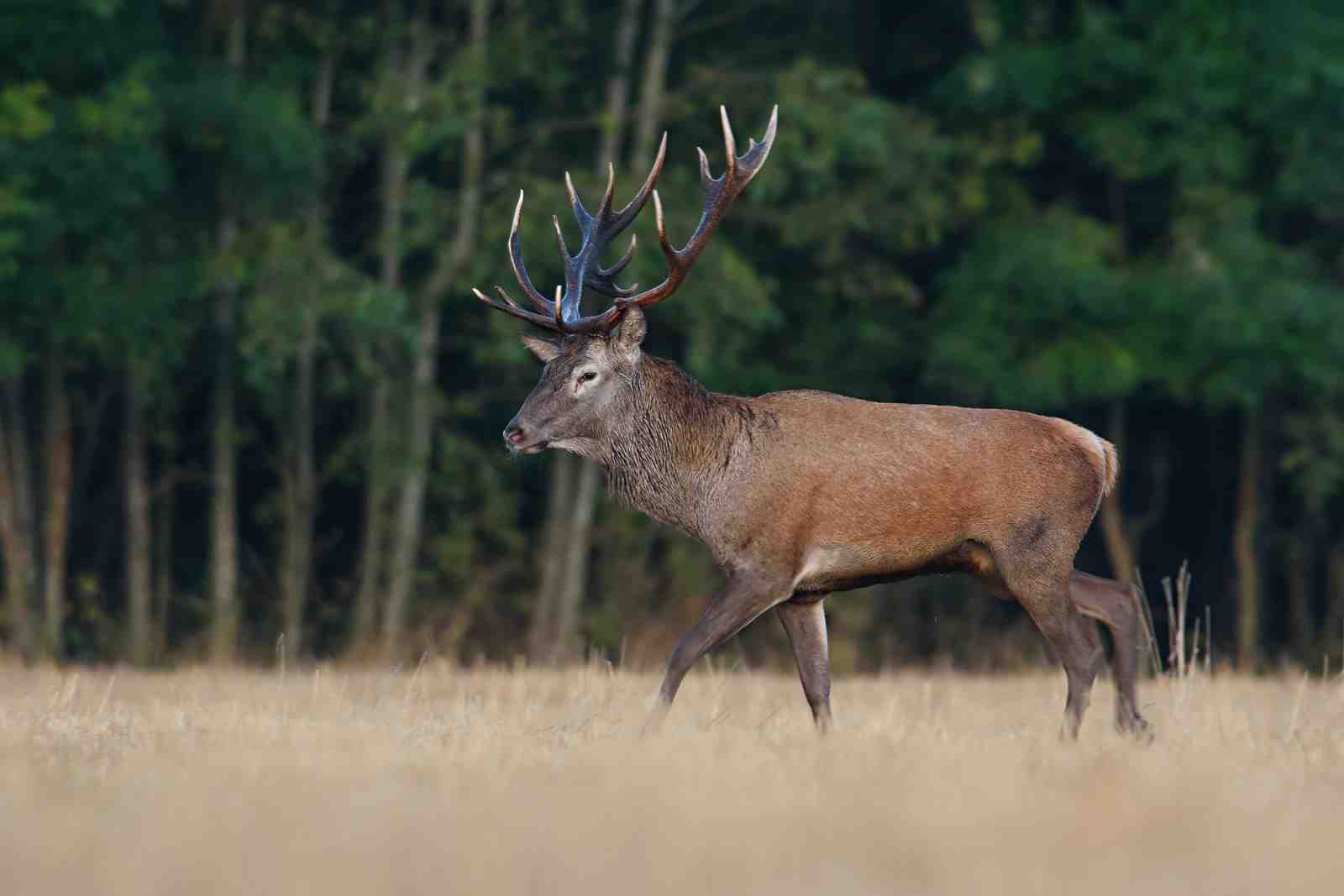 Majestic Stag Forest Scene Wall Art