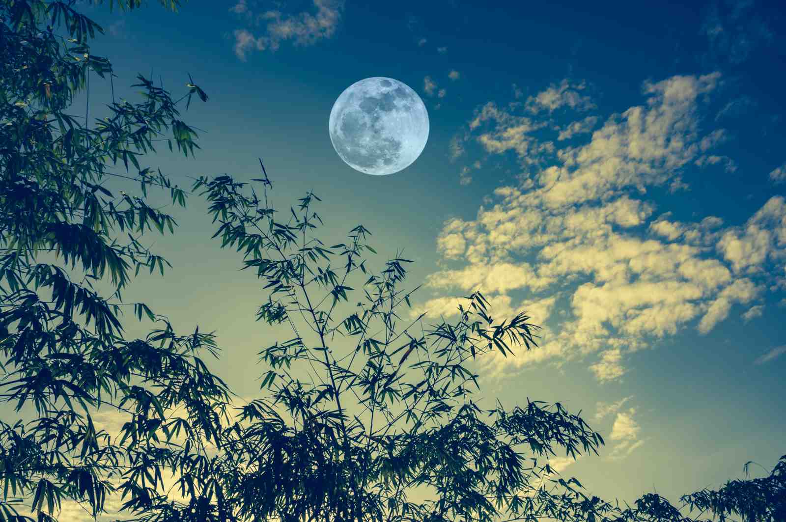 Serene Moonlit Bamboo Wall Art