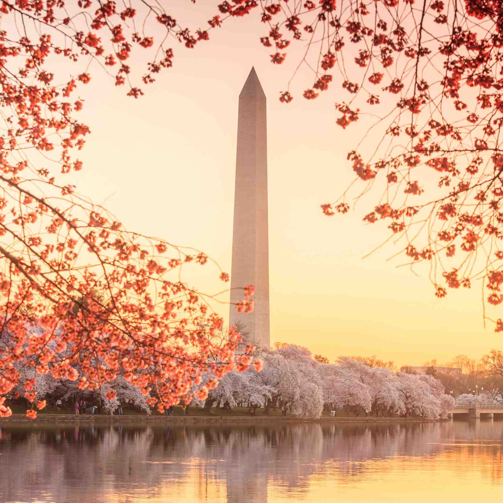 Washington Monument Cherry Blossom Wall Art