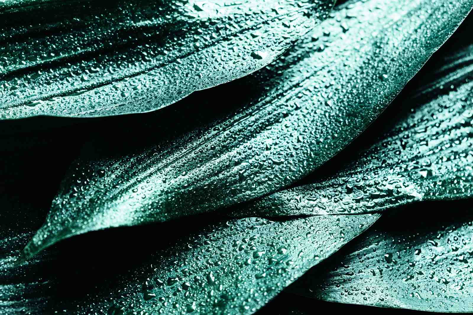 Emerald Dewdrop Leaves Wall Art