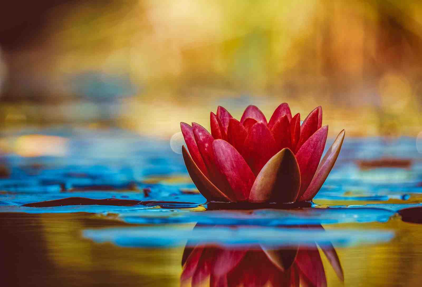 Vibrant Red Water Lily Zen Garden Wall Art