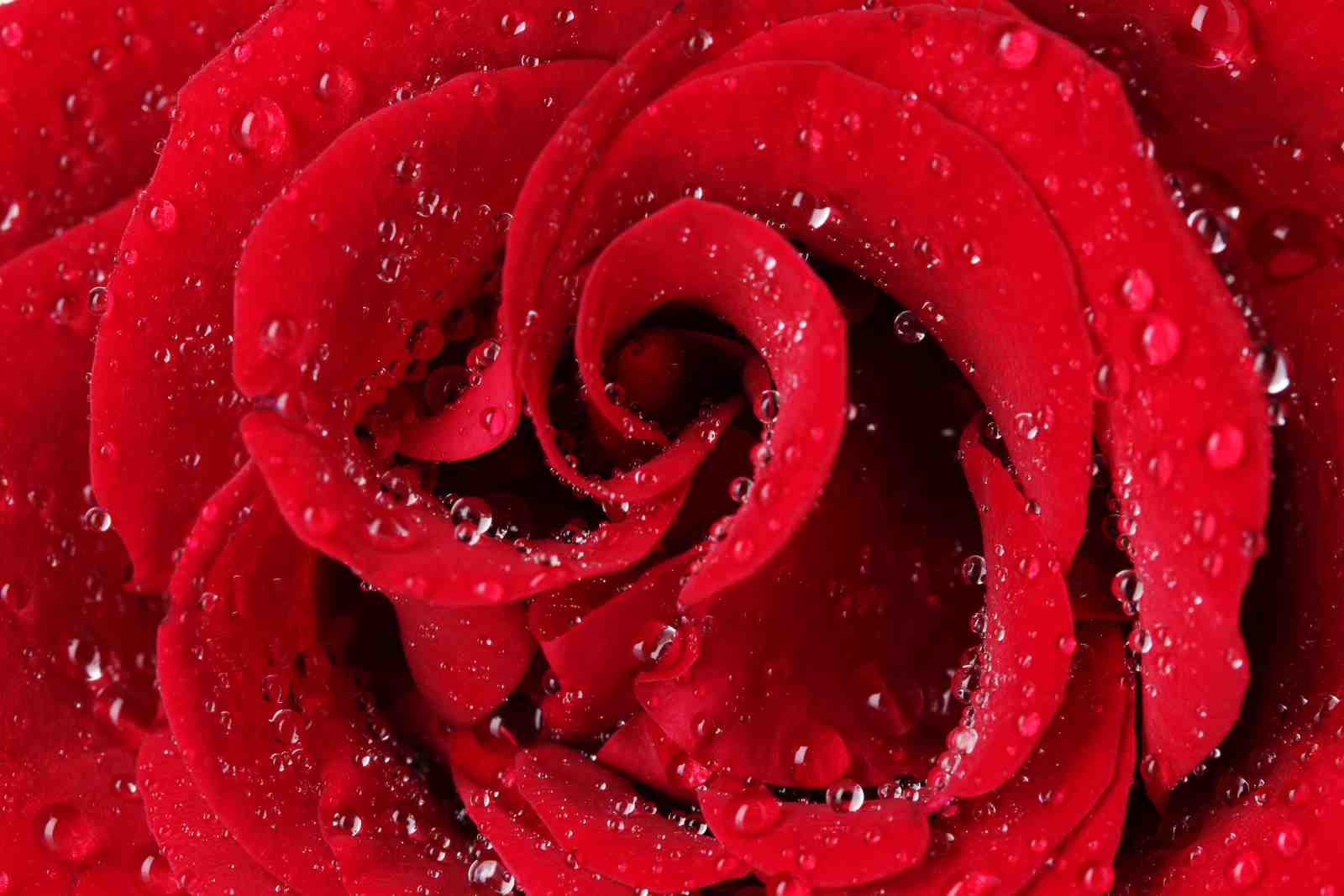 Luxe Red Rose Water Drops Wall Art