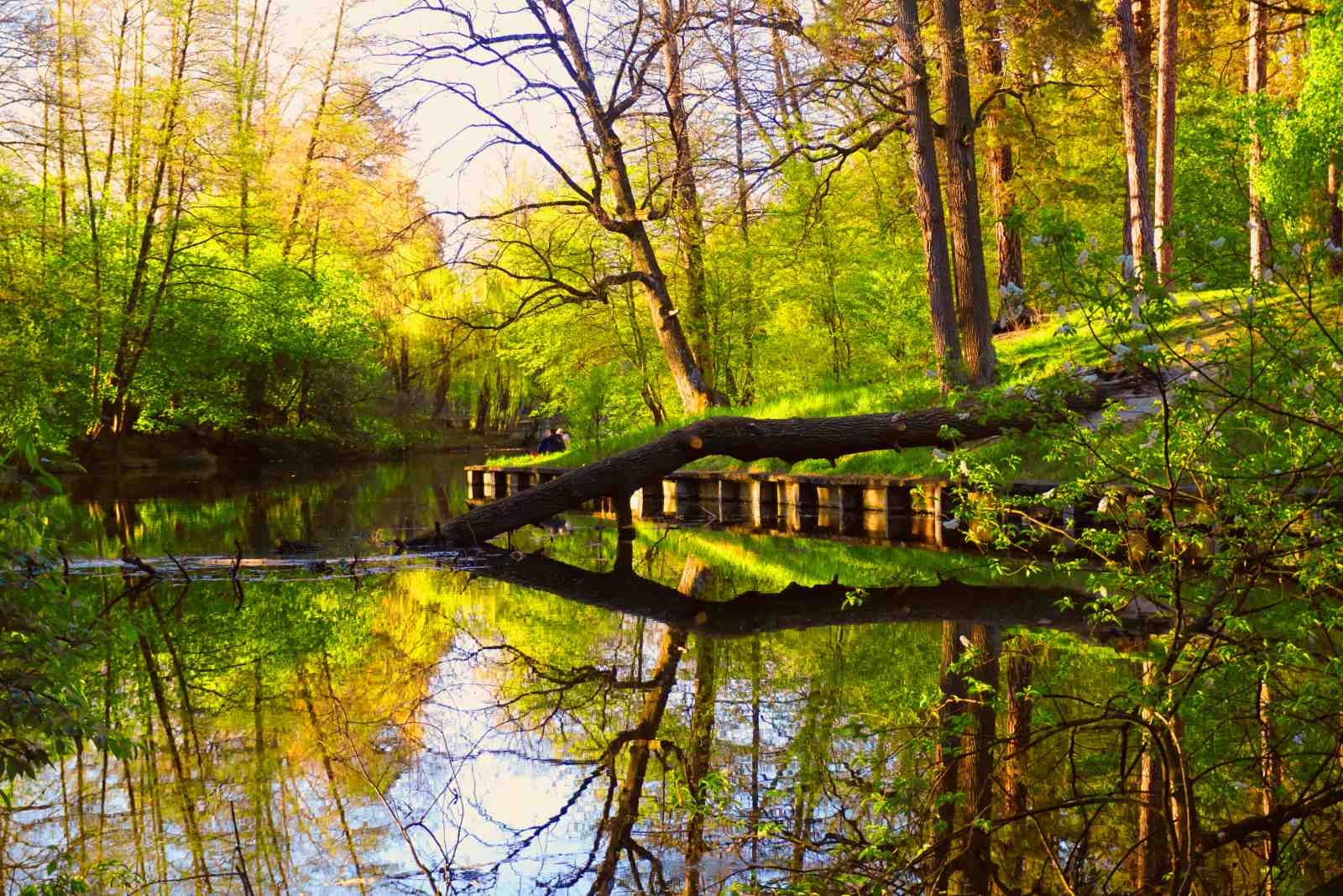 Tranquil Forest River Reflections Wall Art