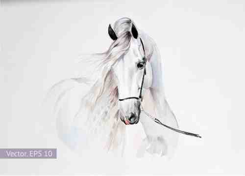 Majestic White Horse Watercolor Wall Art