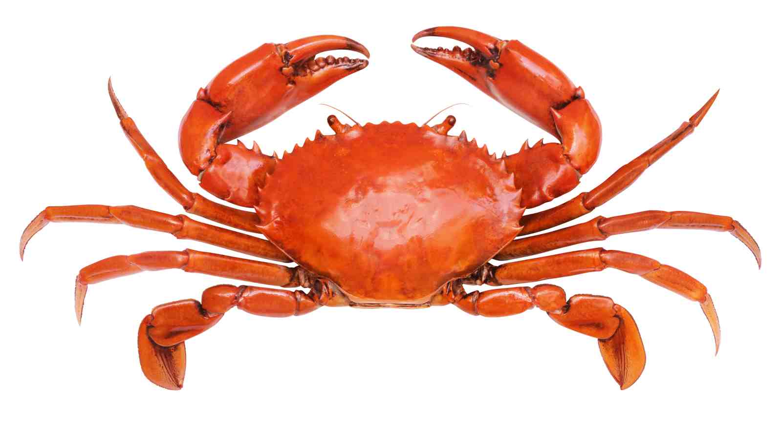 Vibrant Red Crab Wall Art Wall Art