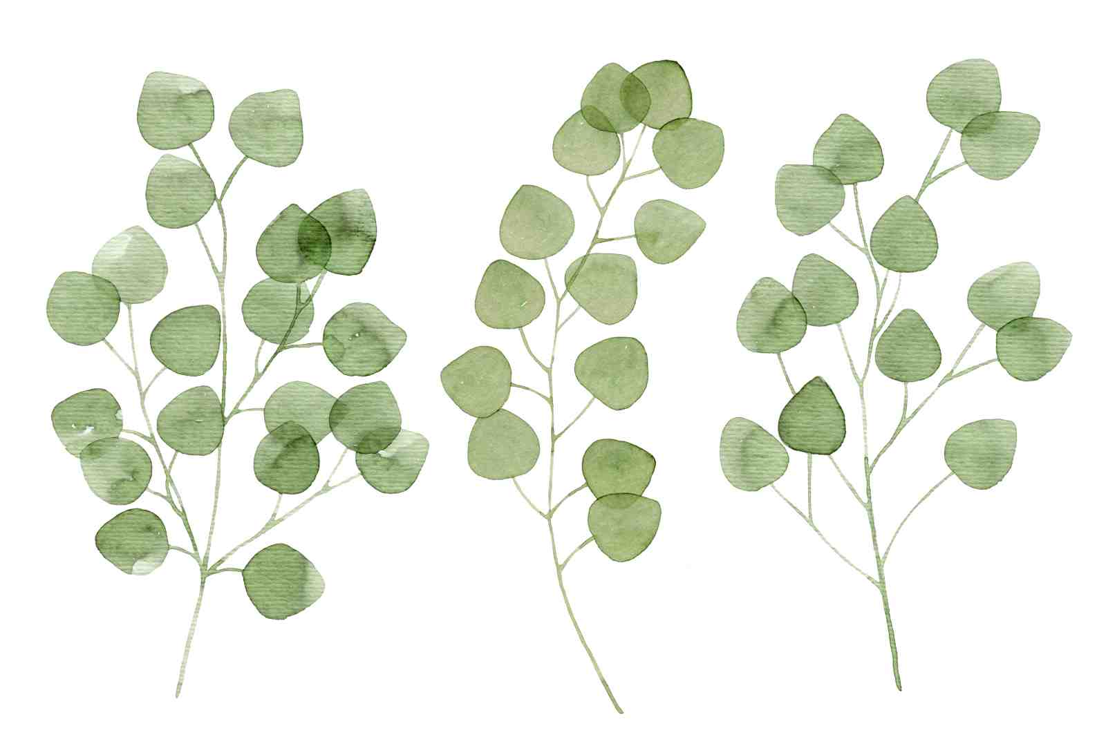 Eucalyptus Botanical Watercolor Wall Art