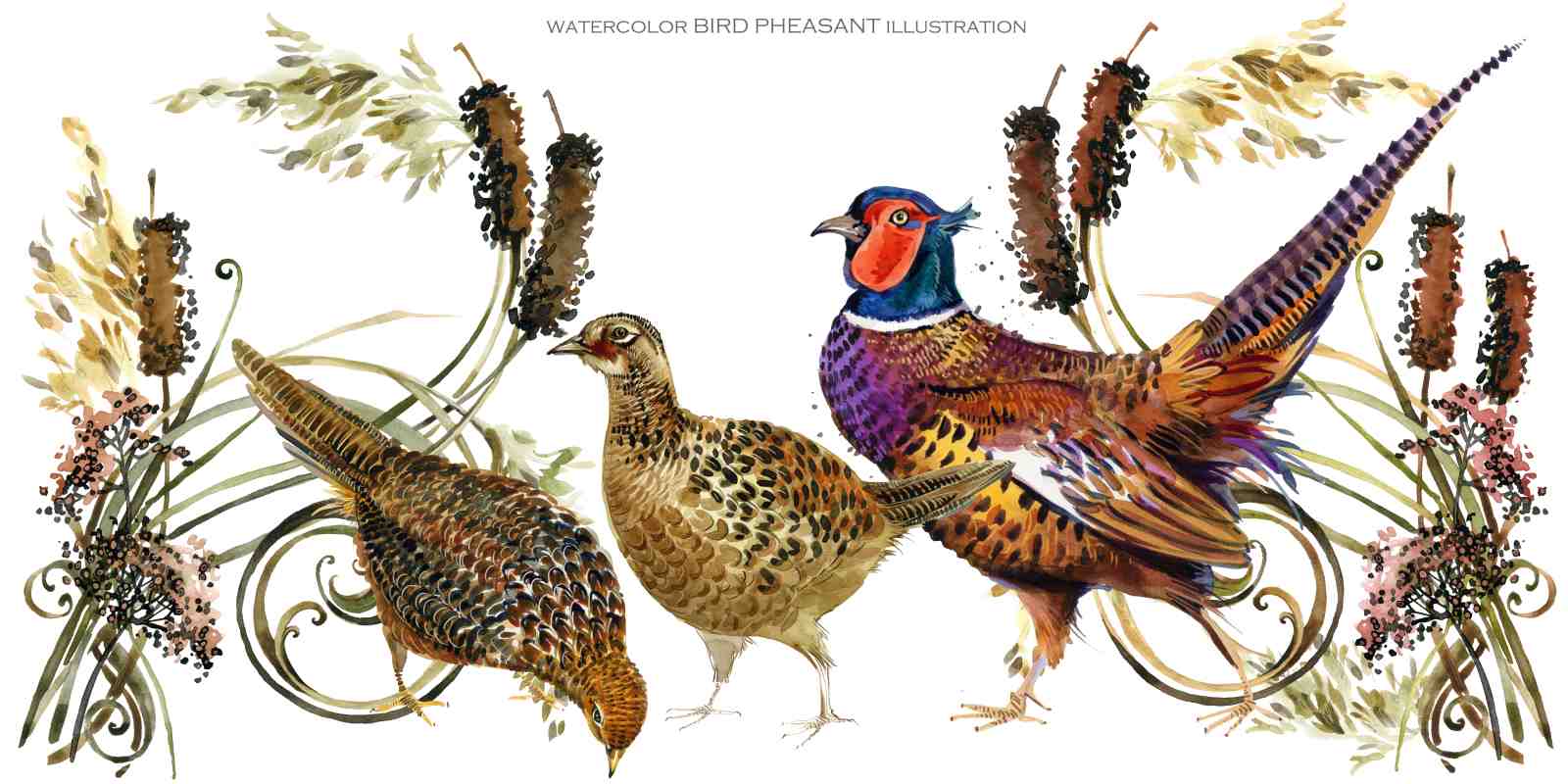 Elegant Pheasant Watercolor Wildlife Wall Art