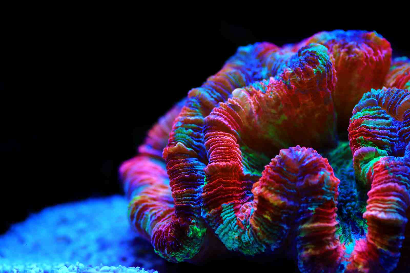 Vibrant Coral Reef Abstract Wall Art