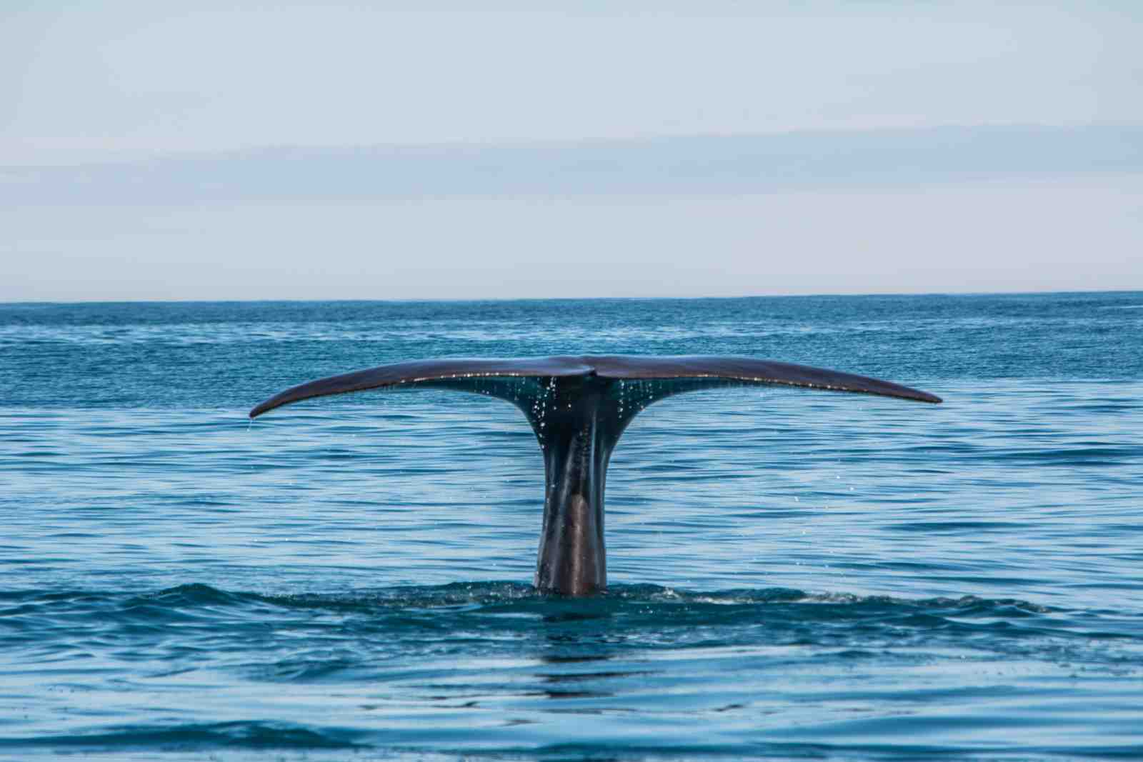 Majestic Whale Tail Ocean Wall Art