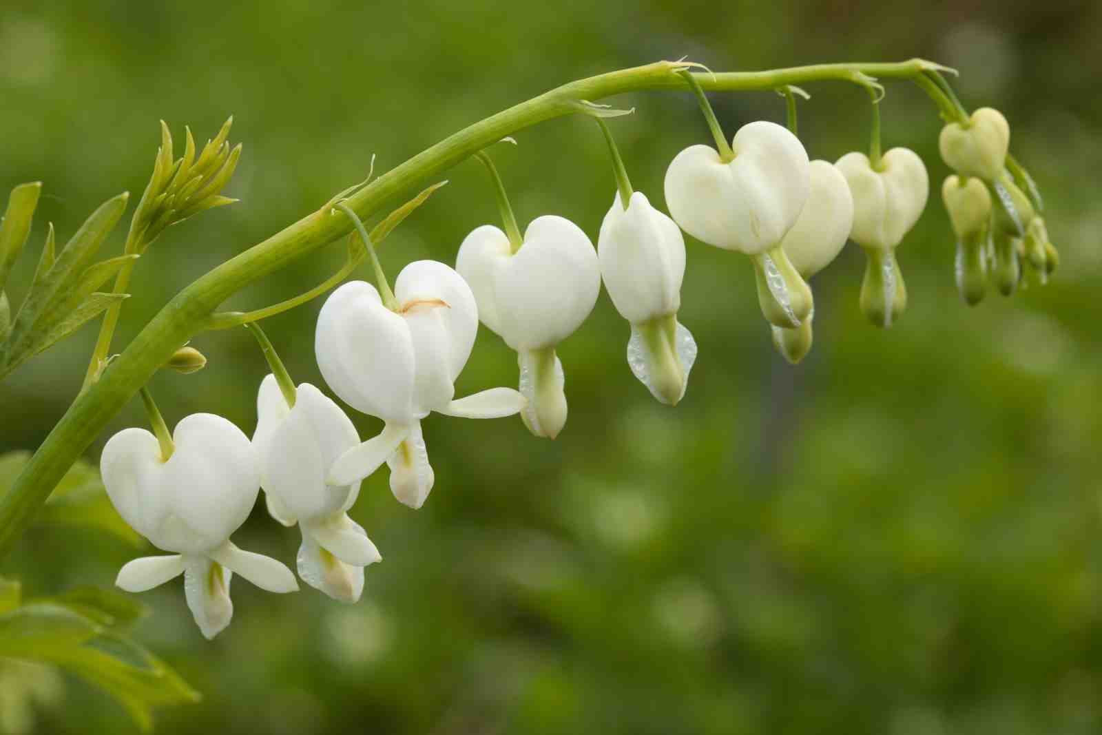 Elegant White Bleeding Hearts Wall Art