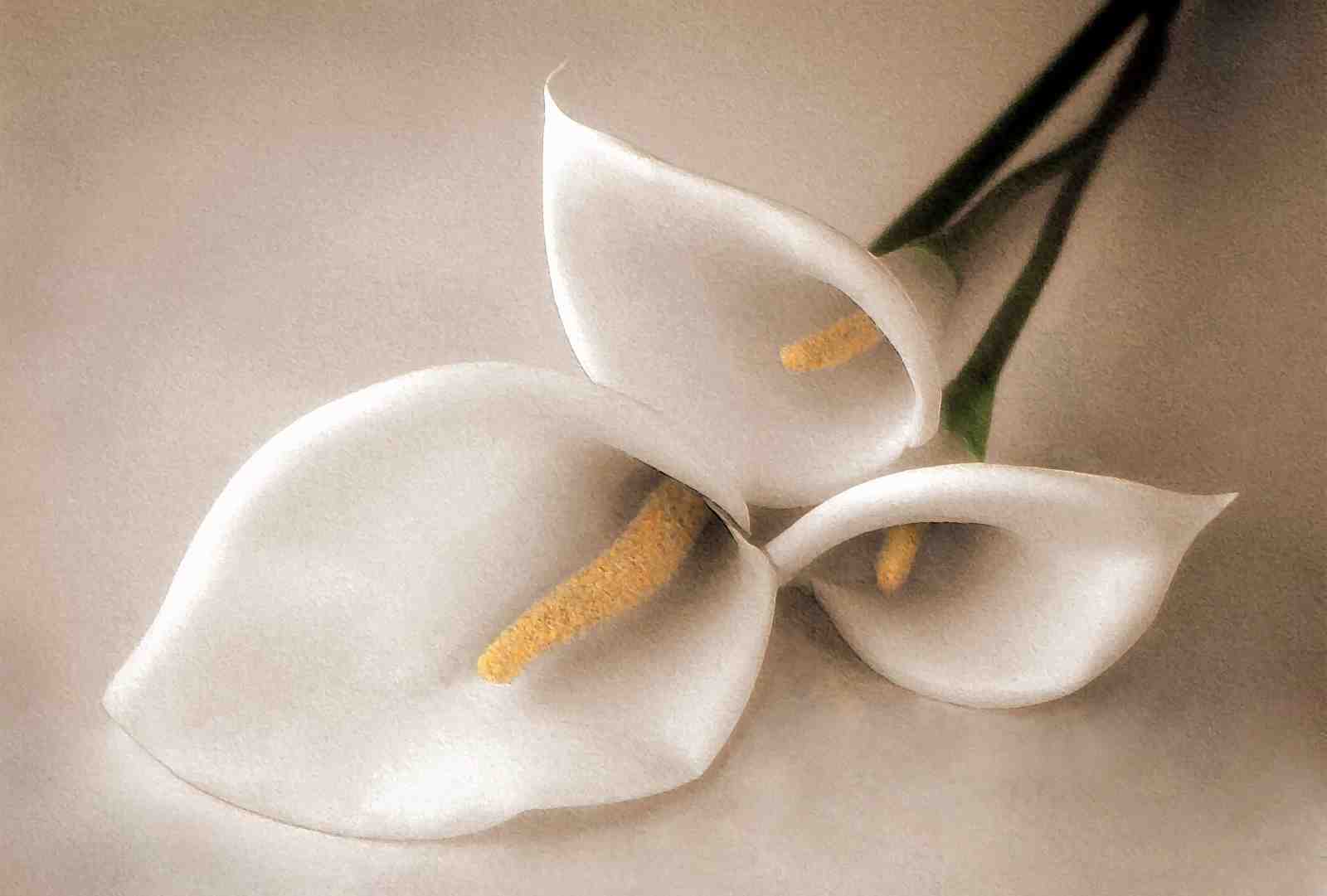 Elegant White Calla Lilies Wall Art