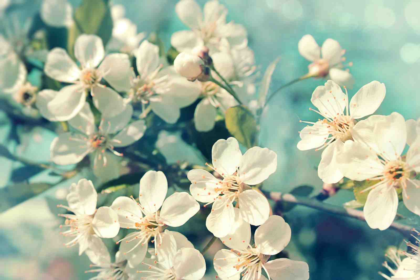Serene White Blossom Wall Art Wall Art