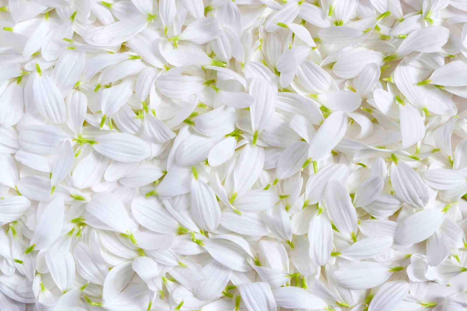 Serene White Petals Floral Wall Art Wall Art