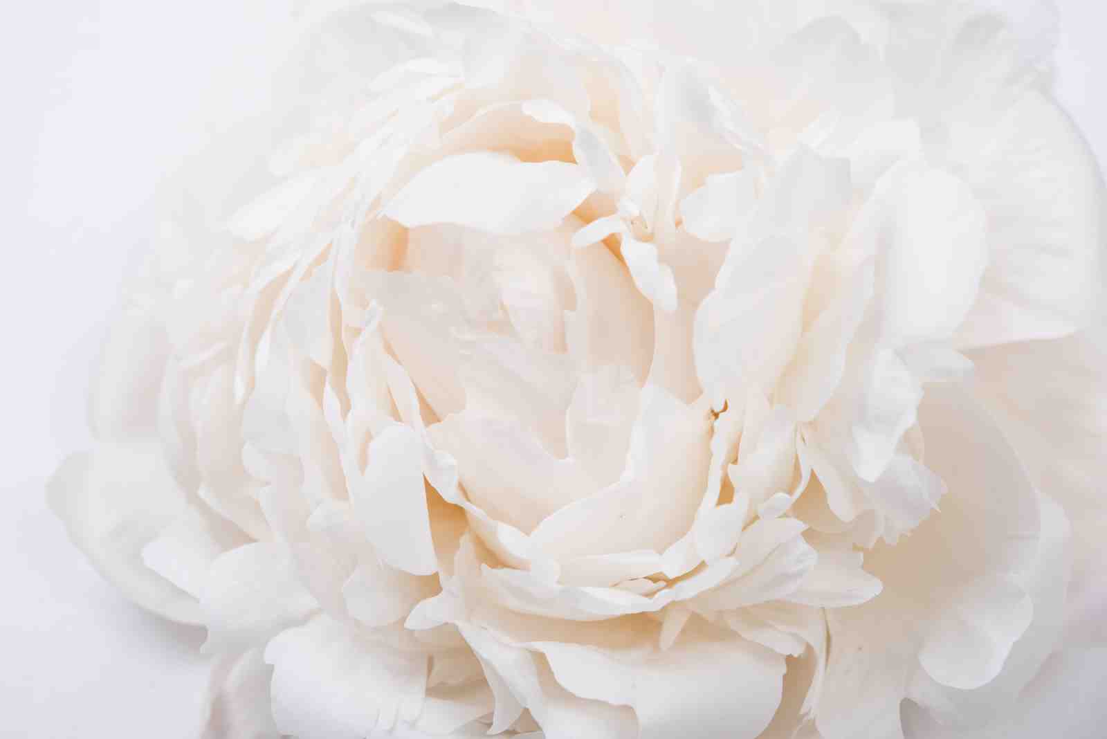 Soft White Peony Bloom Wall Art Art