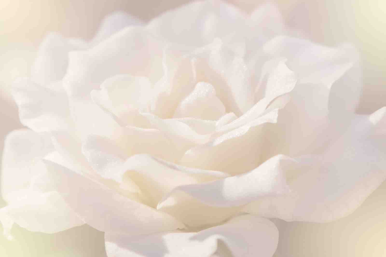 Soft White Floral Serenity Wall Art
