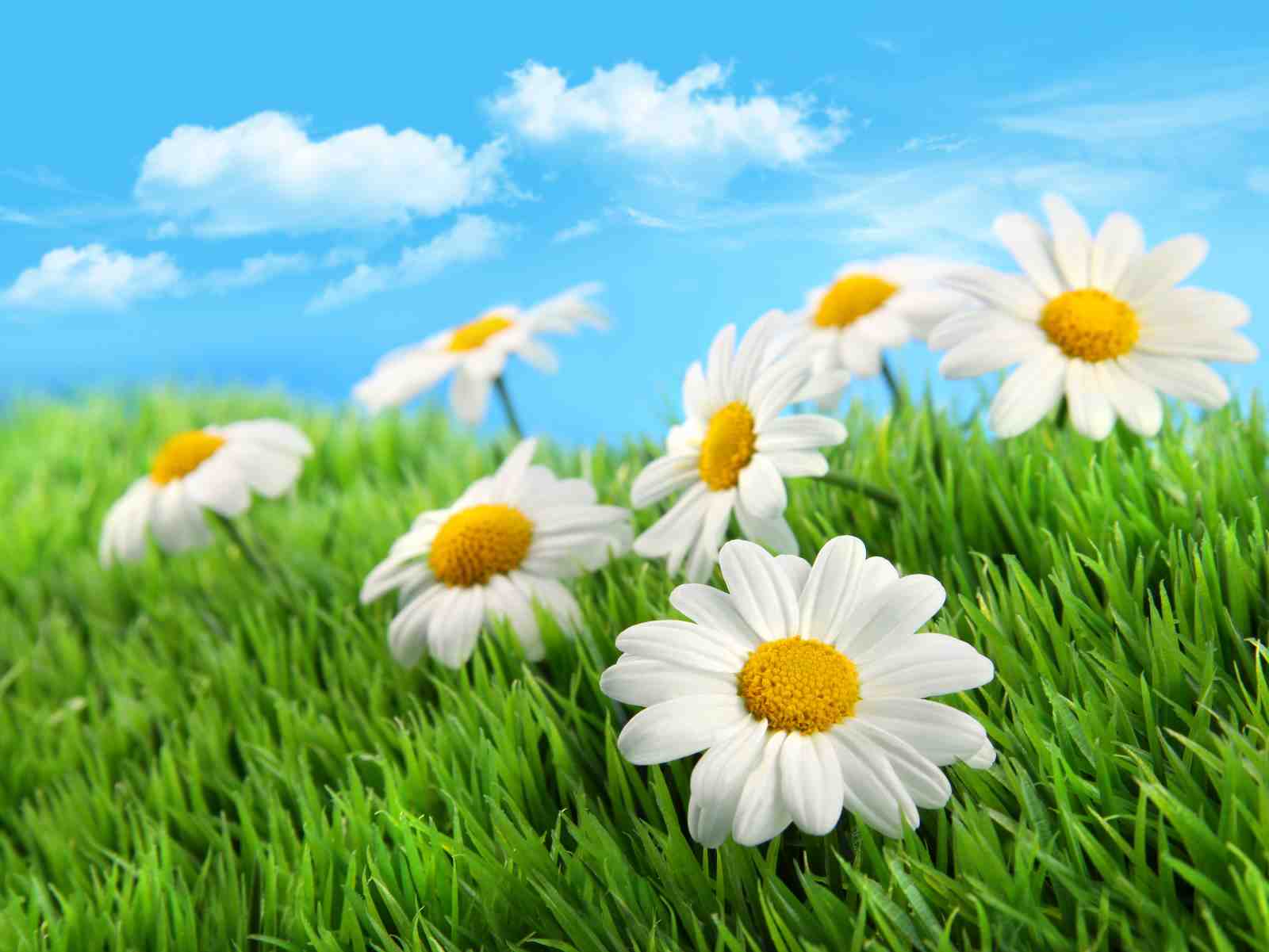 Daisy Meadow Serenity Wall Art