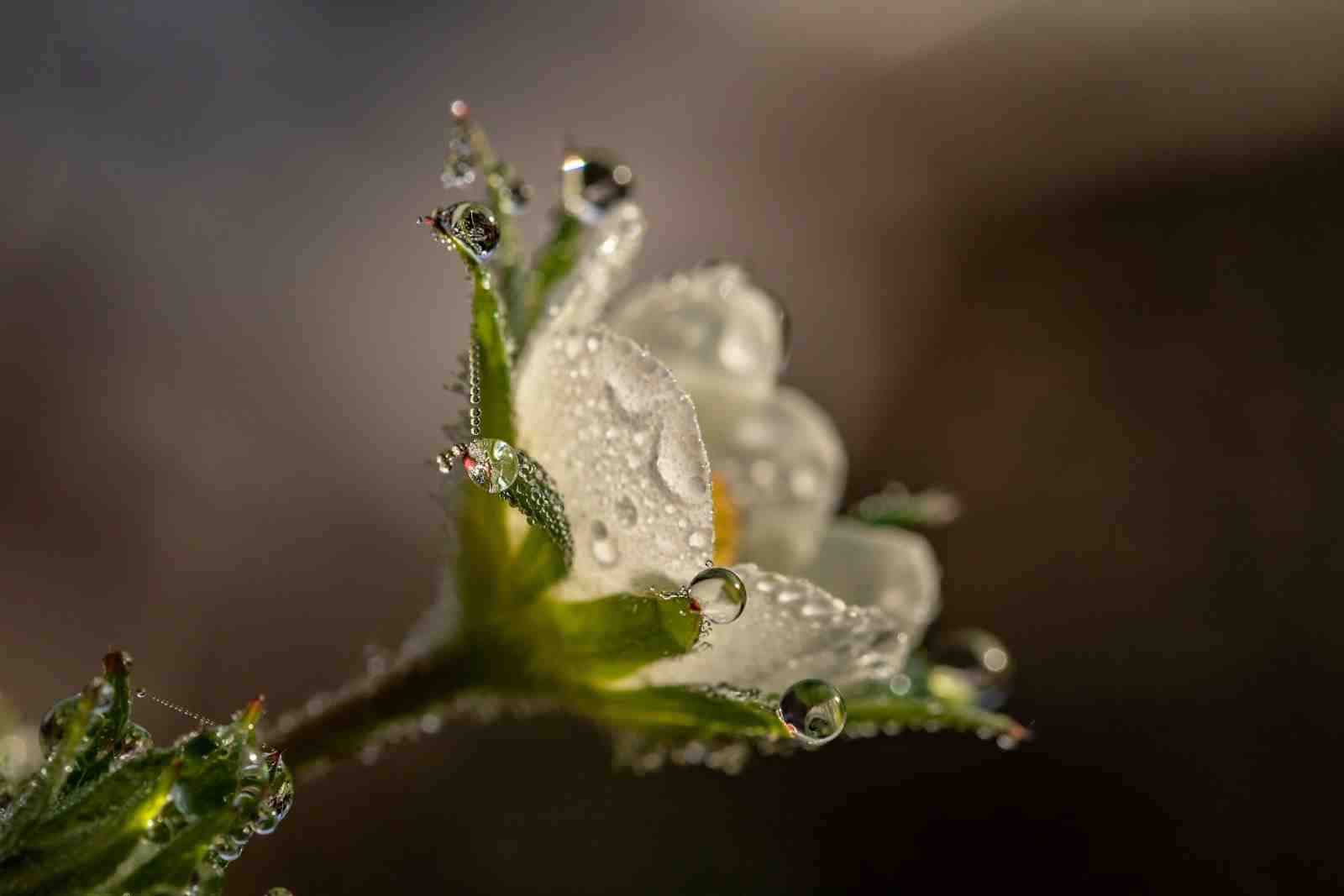 Dewdrop Serenity White Flower Wall Art