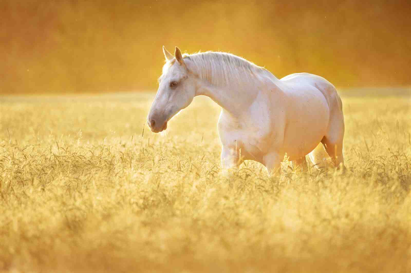 Majestic White Horse Golden Field Wall Art