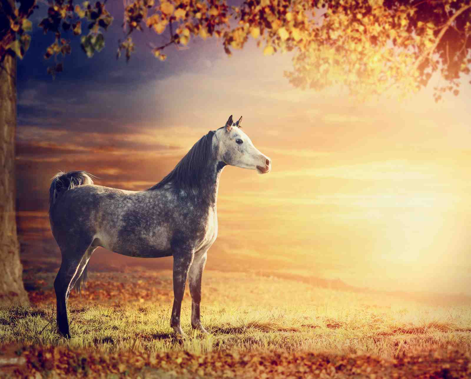 Majestic Horse Sunset Wall Art Wall Art