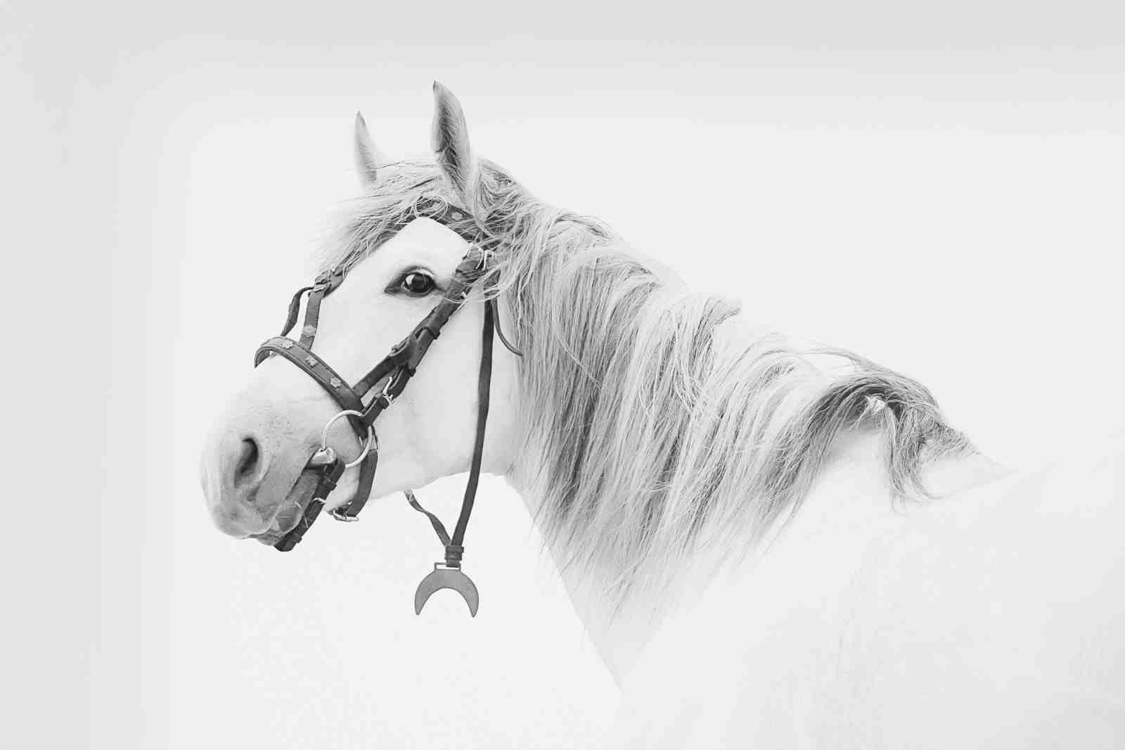 Majestic White Horse Portrait Wall Art
