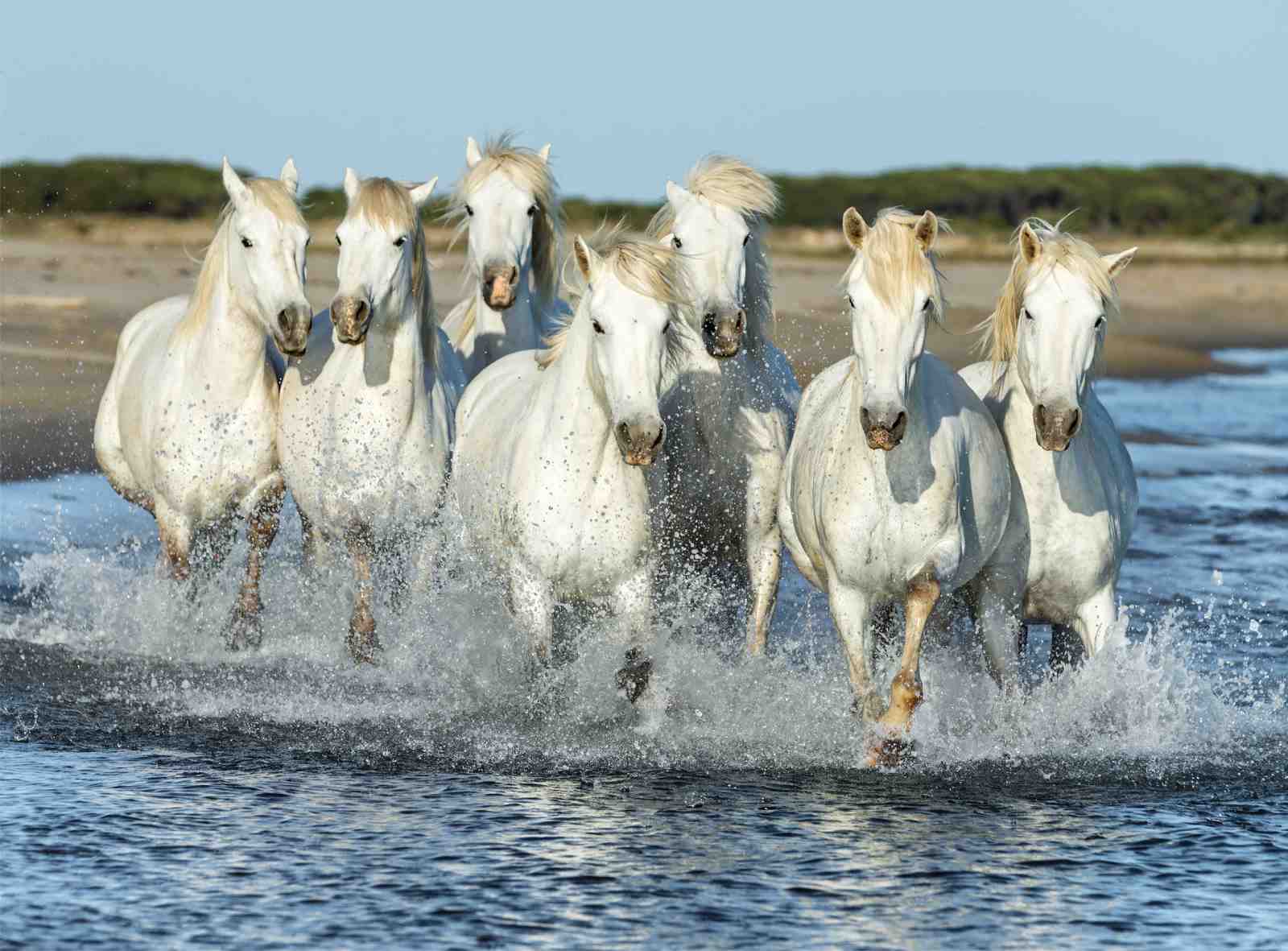 Majestic White Horses Gallop in Ocean Waves Wall Art