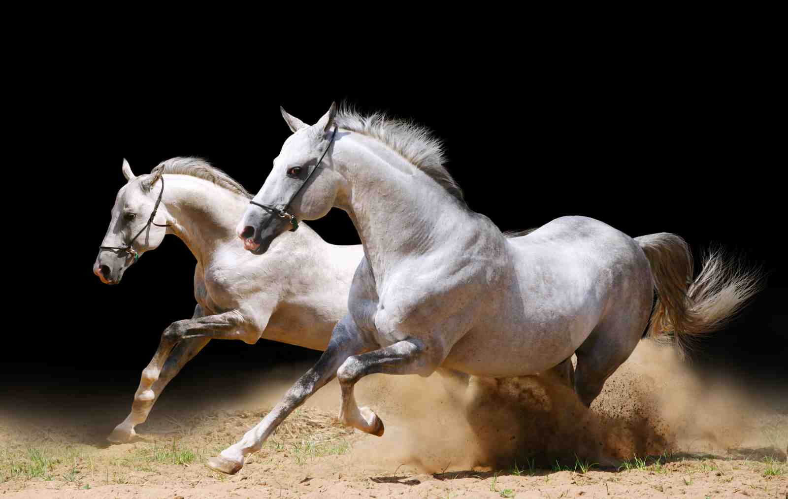 Majestic White Horses Gallop Wall Art