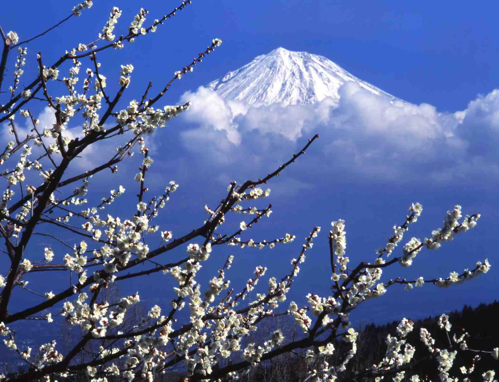 Mt. Fuji Cherry Blossom Wall Art