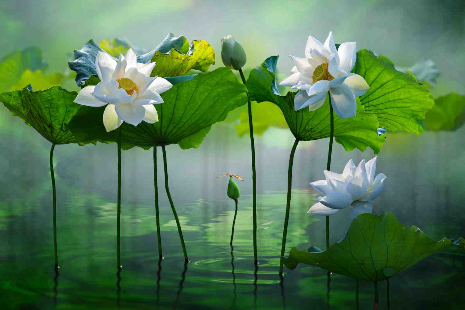 Serene White Lotus Zen Garden Wall Art