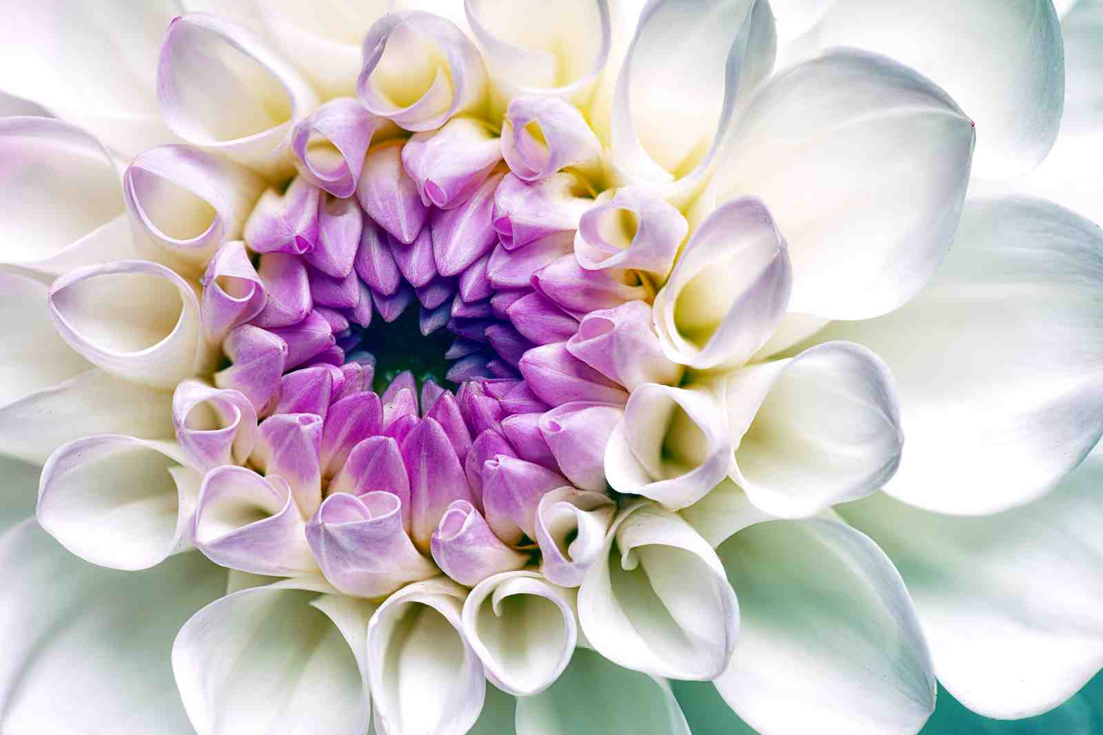 Purple & White Dahlia Close-up Wall Art