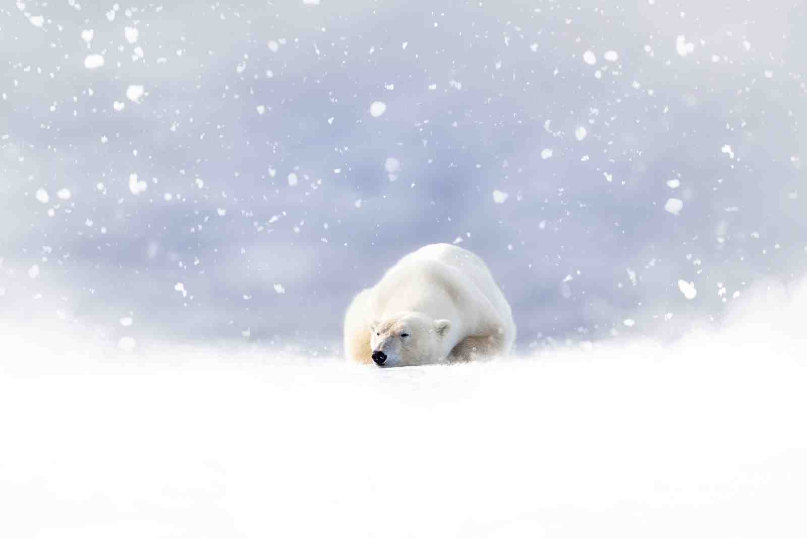 Serene Polar Bear Snowscape Wall Art