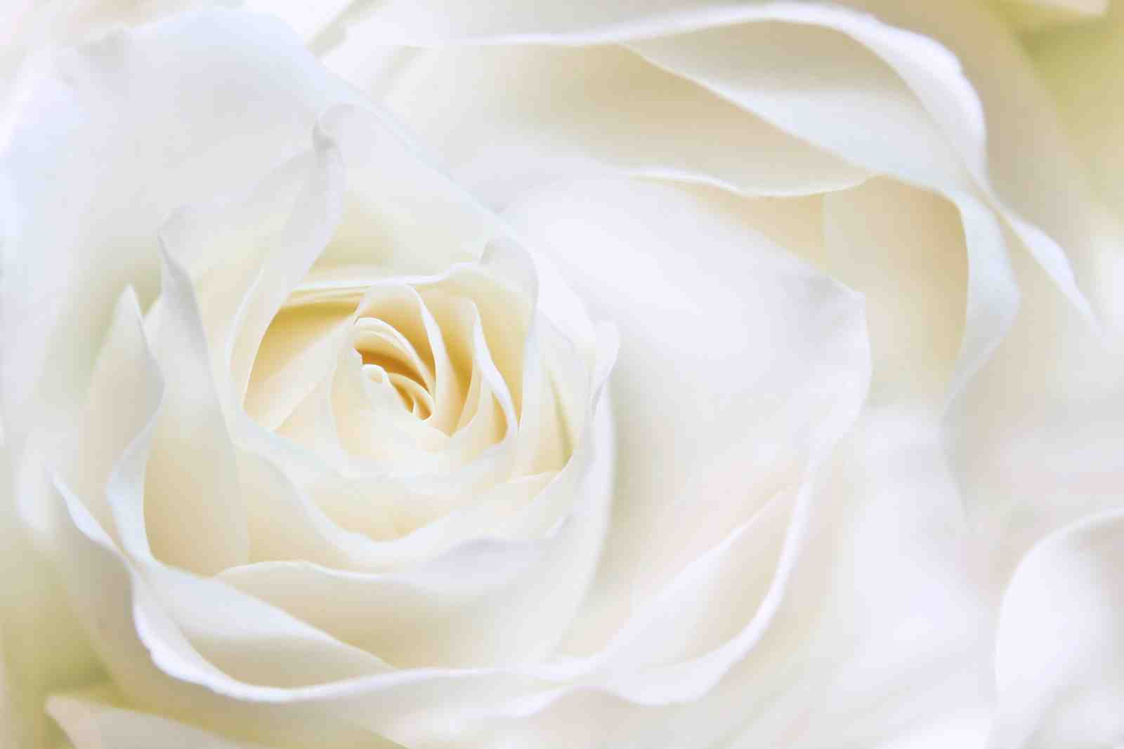 Elegant White Rose Macro Wall Art