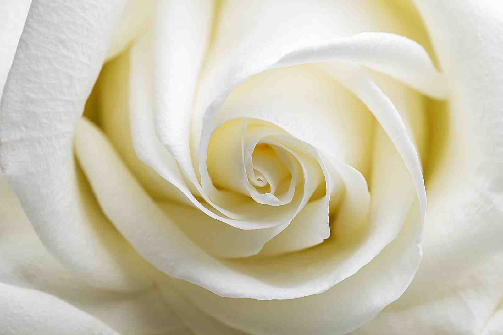 Elegant White Rose Macro Wall Art for Home Decor