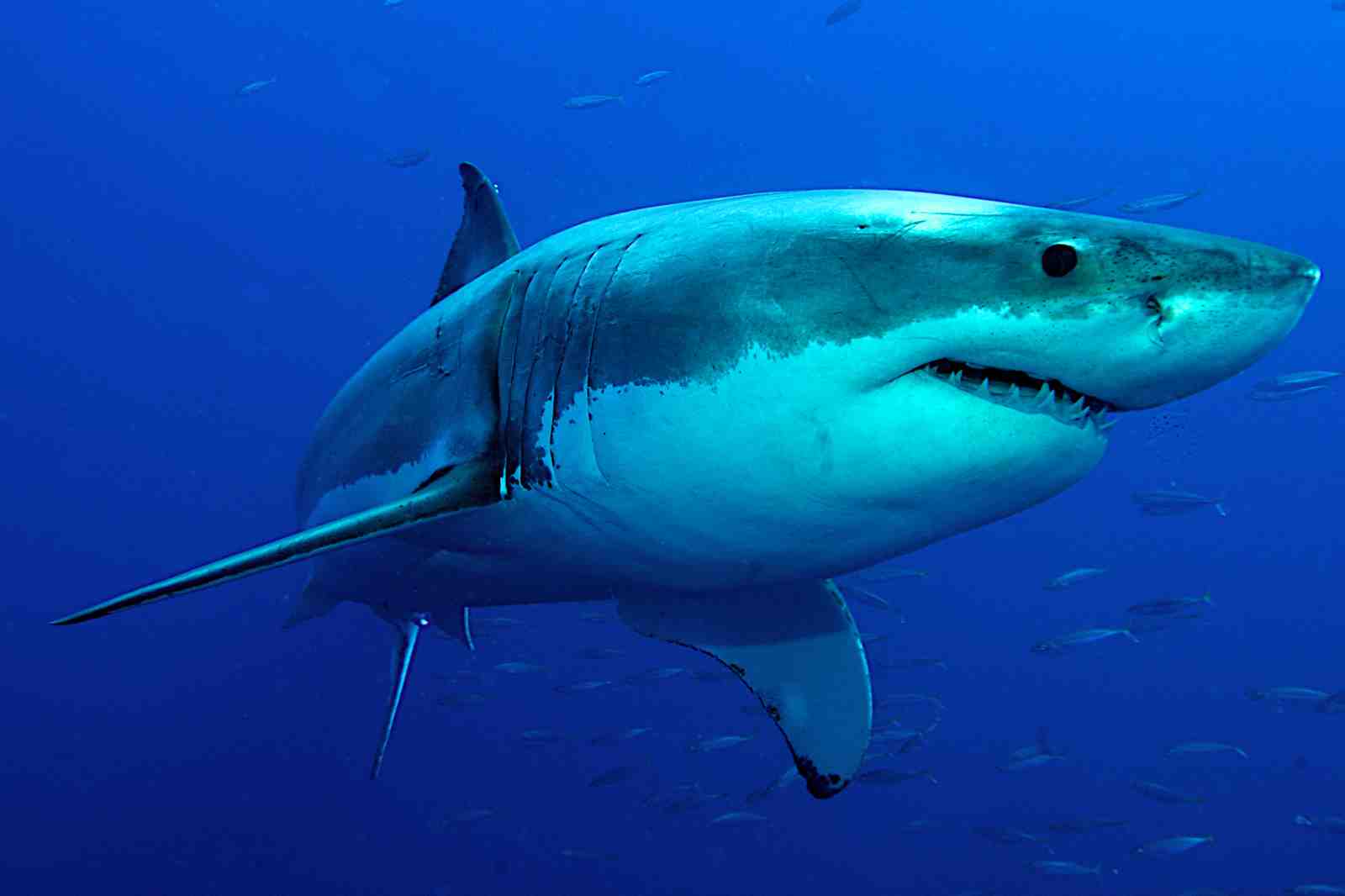 Majestic Great White Shark Ocean Wall Art