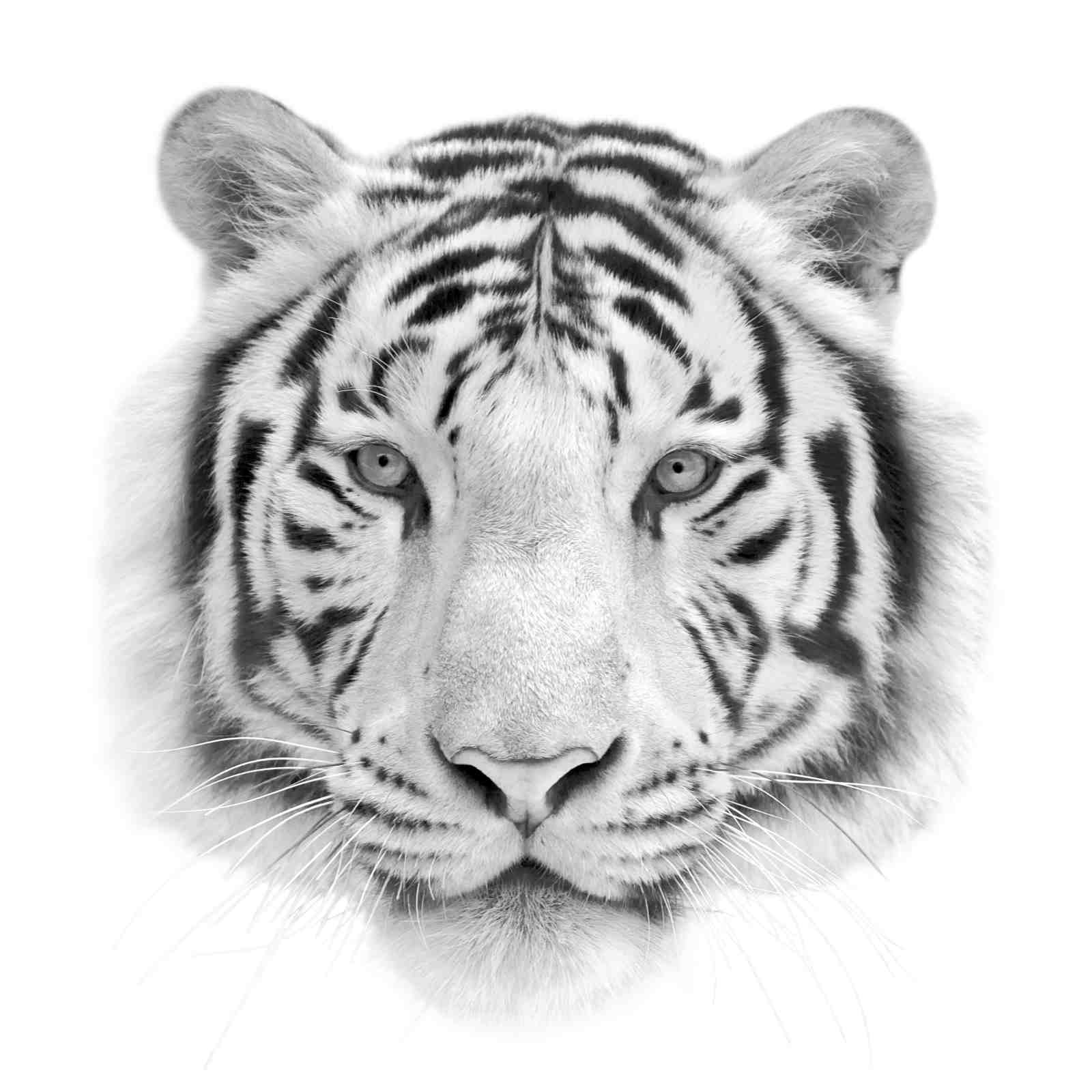 Majestic White Tiger Face Wall Art