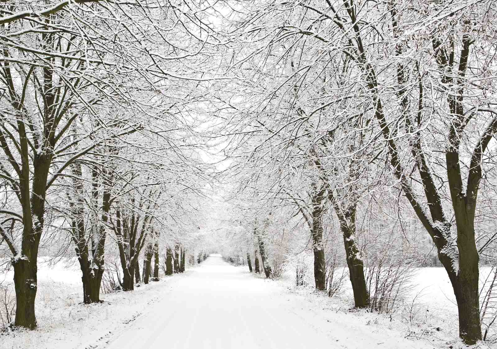 Serene Snow-Dusted Tree Tunnel Wall Art