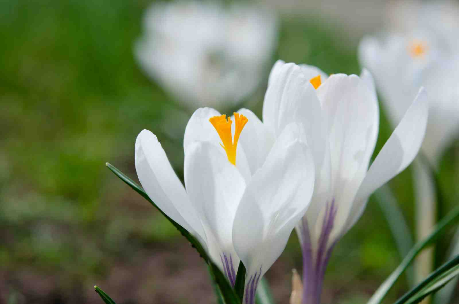 Serene White Crocus Spring Floral Wall Art