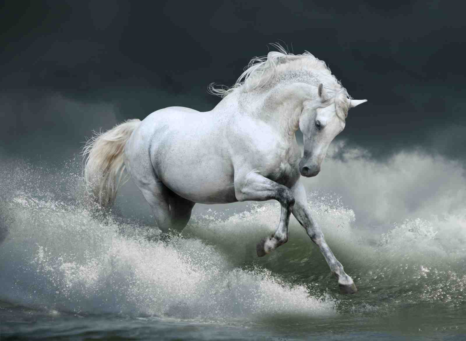 Majestic White Horse Ocean Storm Wall Art