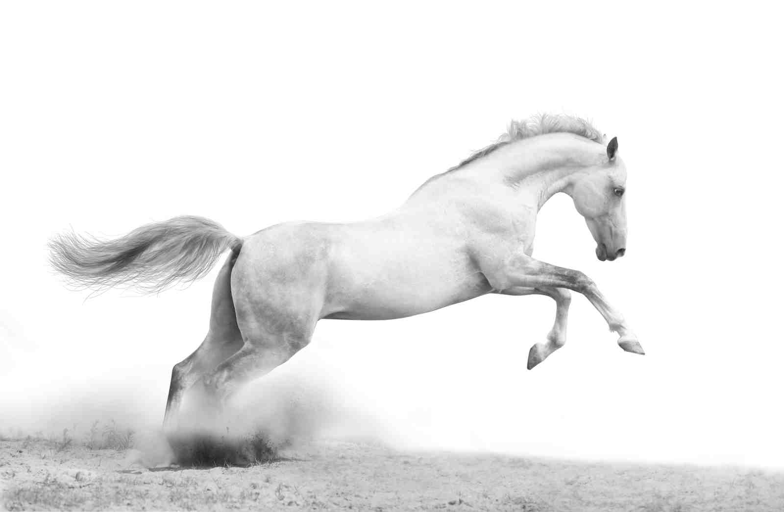 Graceful White Horse Galloping Wall Art