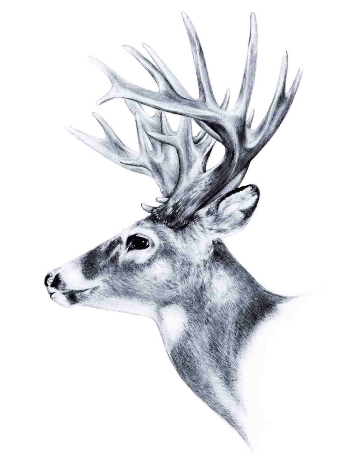 Majestic Buck Portrait Wildlife Wall Art