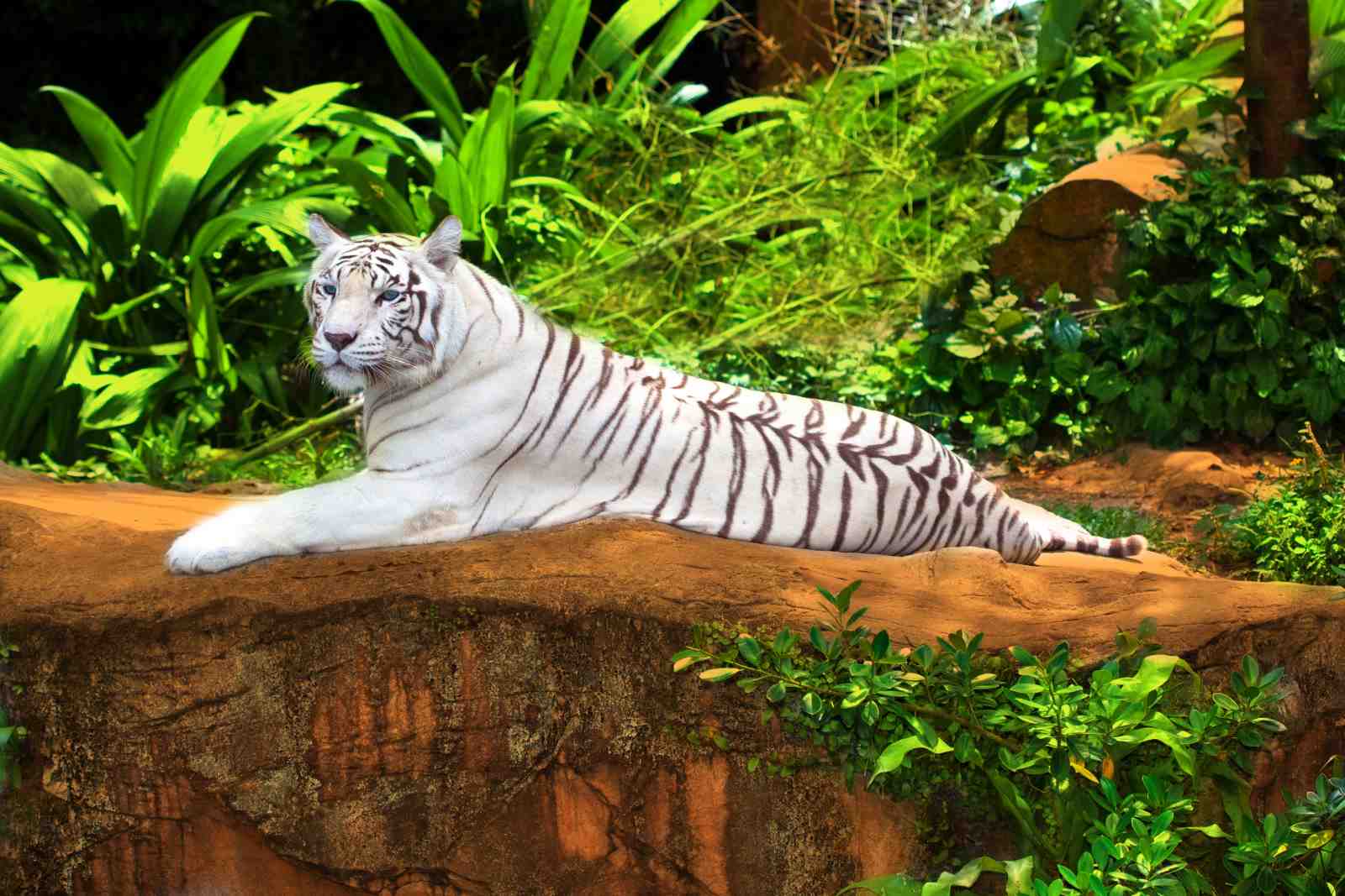 Majestic White Tiger Jungle Wall Art