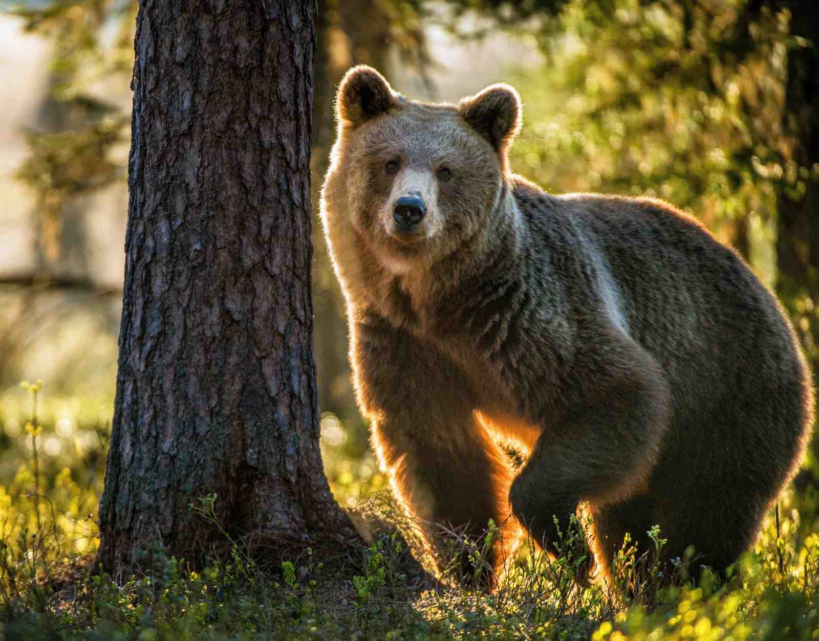 Majestic Brown Bear Forest Glow Wall Art