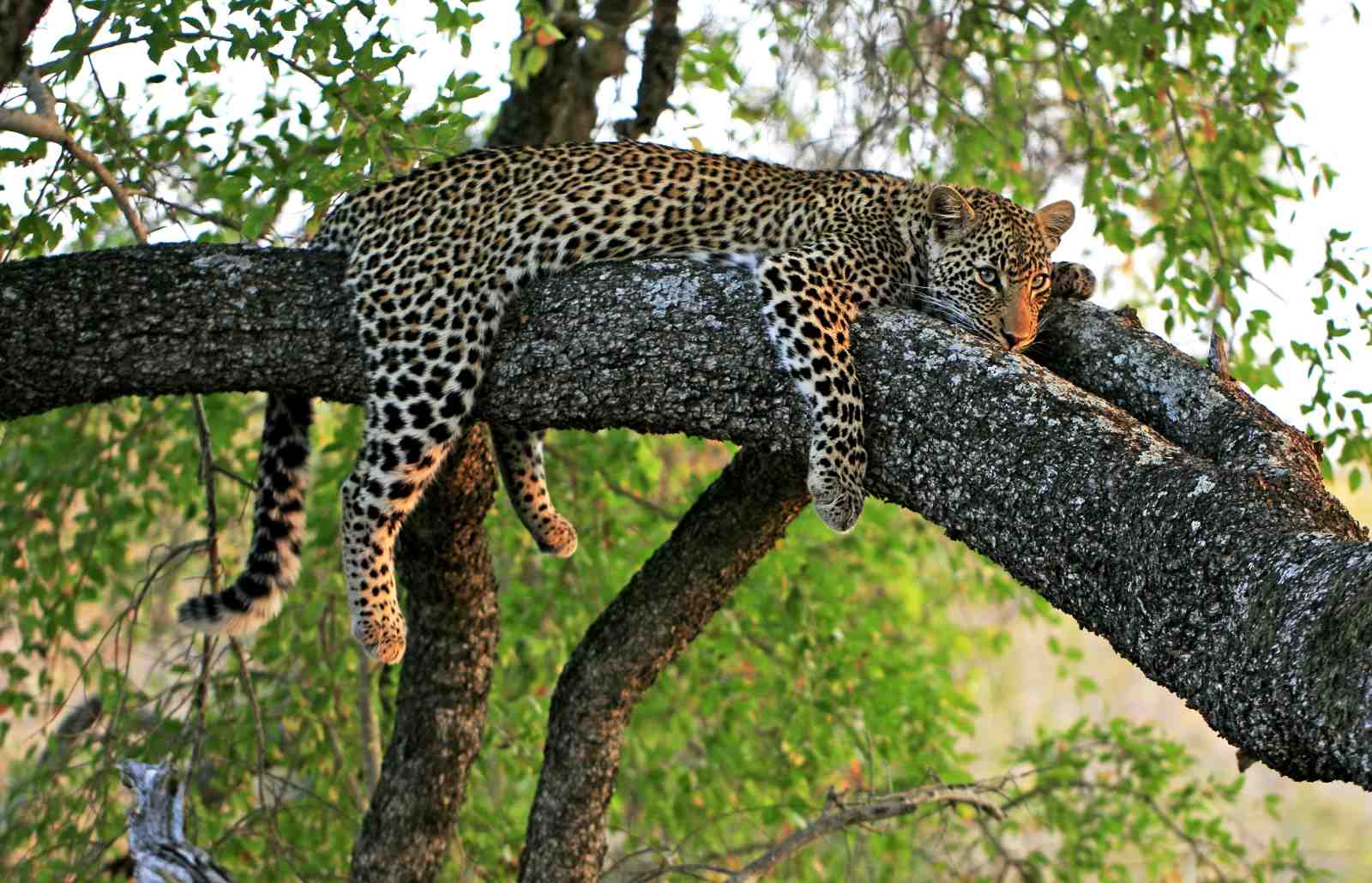 Resting Leopard Safari Wall Art Wall Art