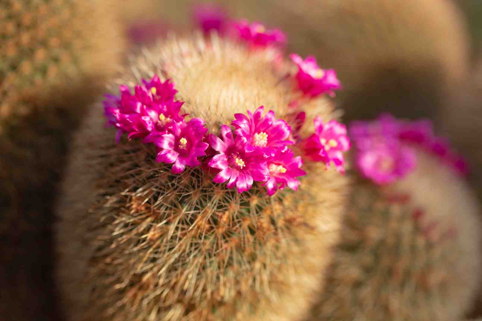 Vibrant Pink Cactus Bloom Wall Art