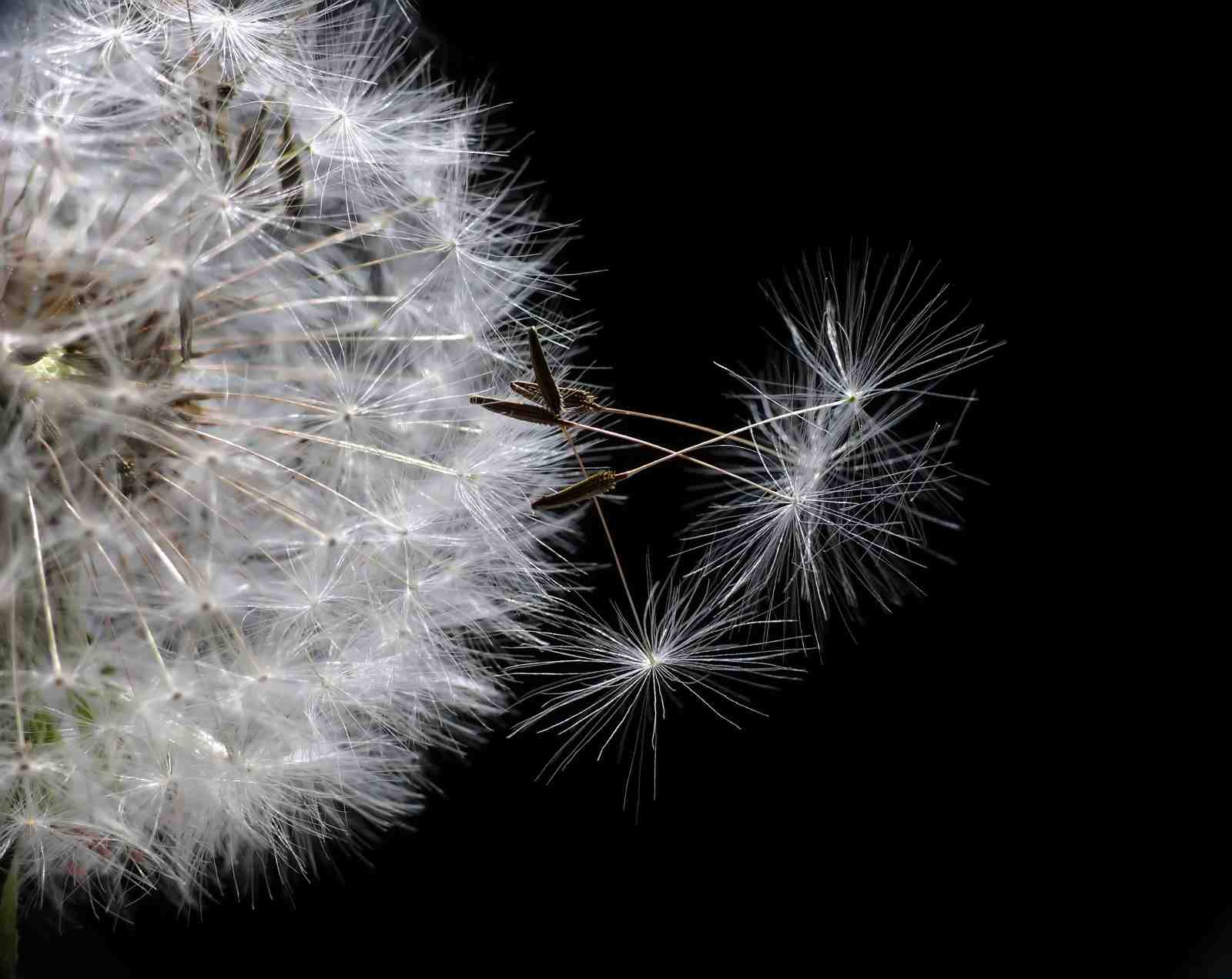 Whispers of Wind Dandelion Wall Art