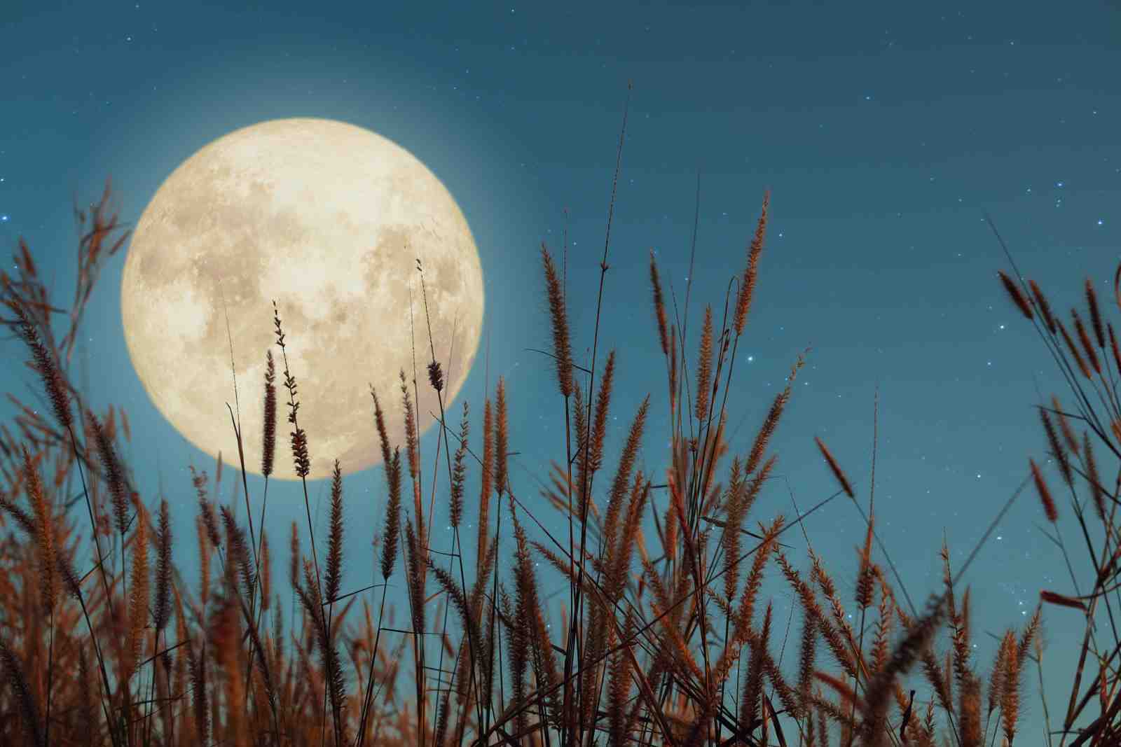 Serene Moonlit Meadow Wall Art