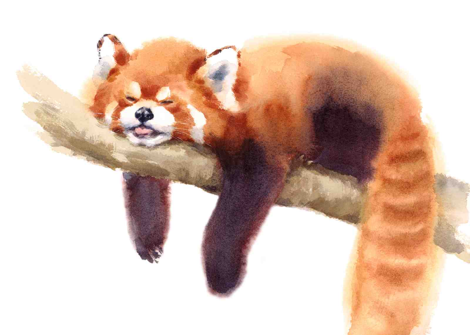 Adorable Sleeping Red Panda Watercolor Wall Art
