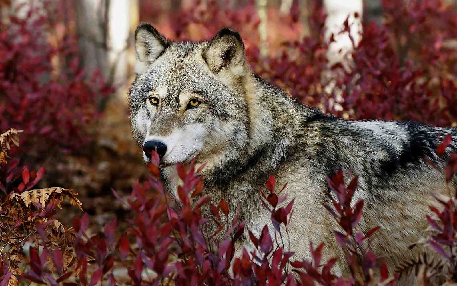 Majestic Wolf Autumn Forest Wall Art