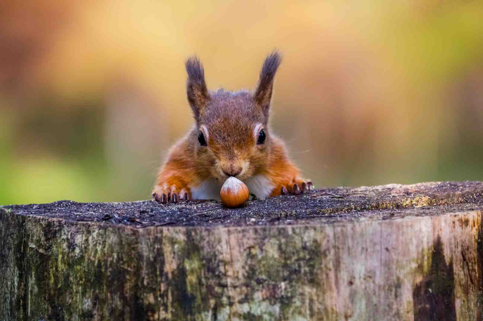 Adorable Squirrel with Nut Wall Art