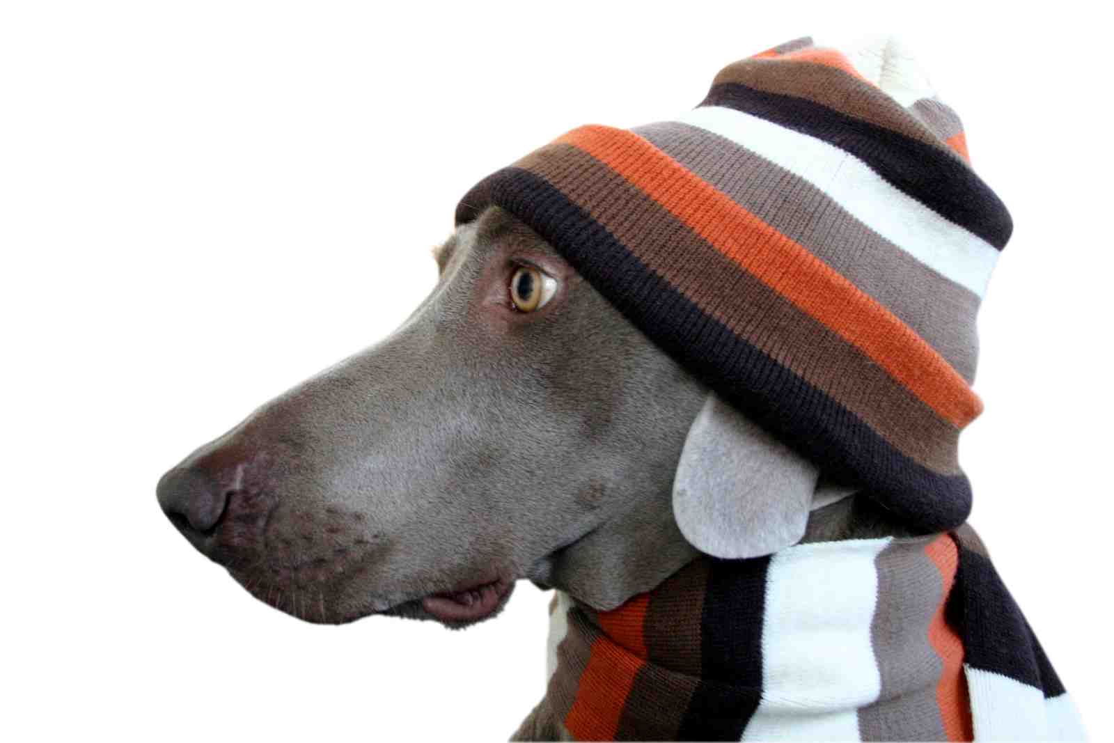 Cute Dog in Striped Beanie Wall Art