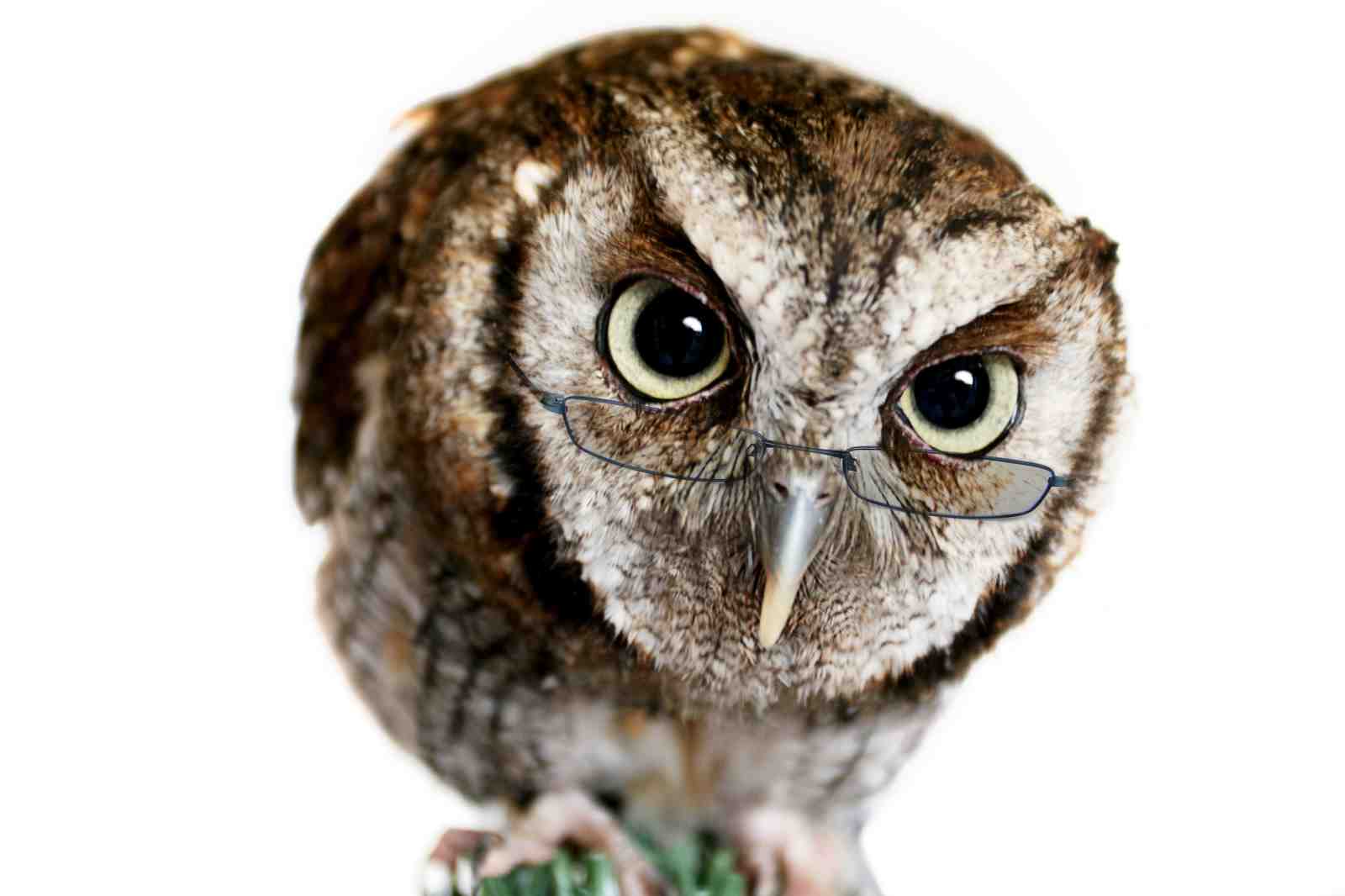 Wise Owl with Glasses Wall Art